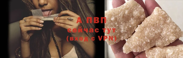 сатива Новозыбков